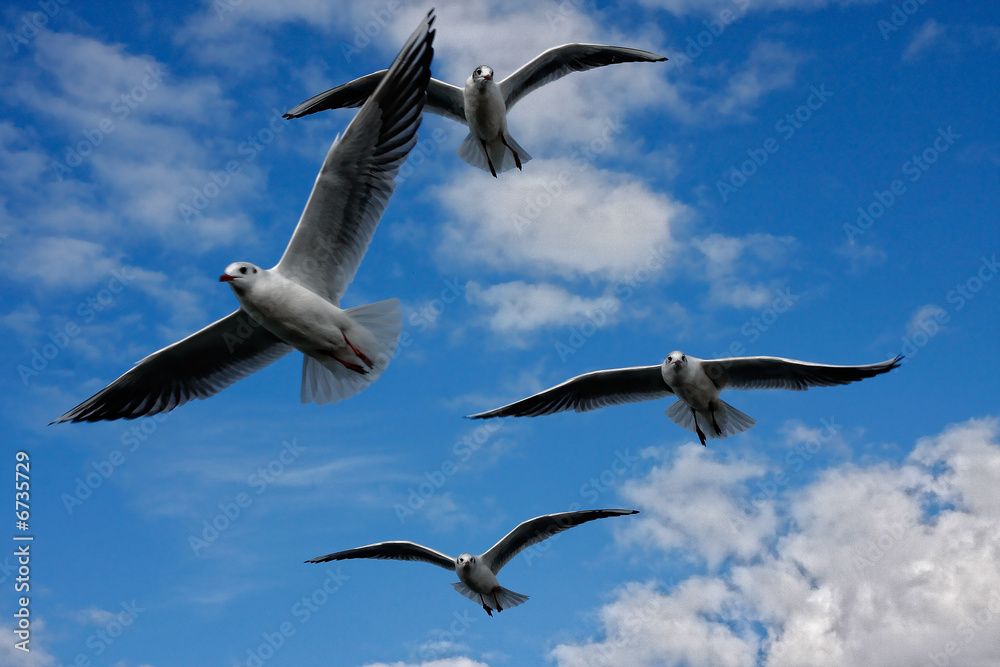 Naklejka premium möwen am himmel