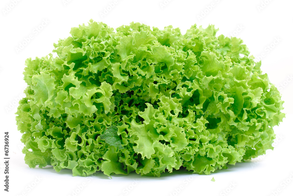 Green Lettuce Green Lettuce