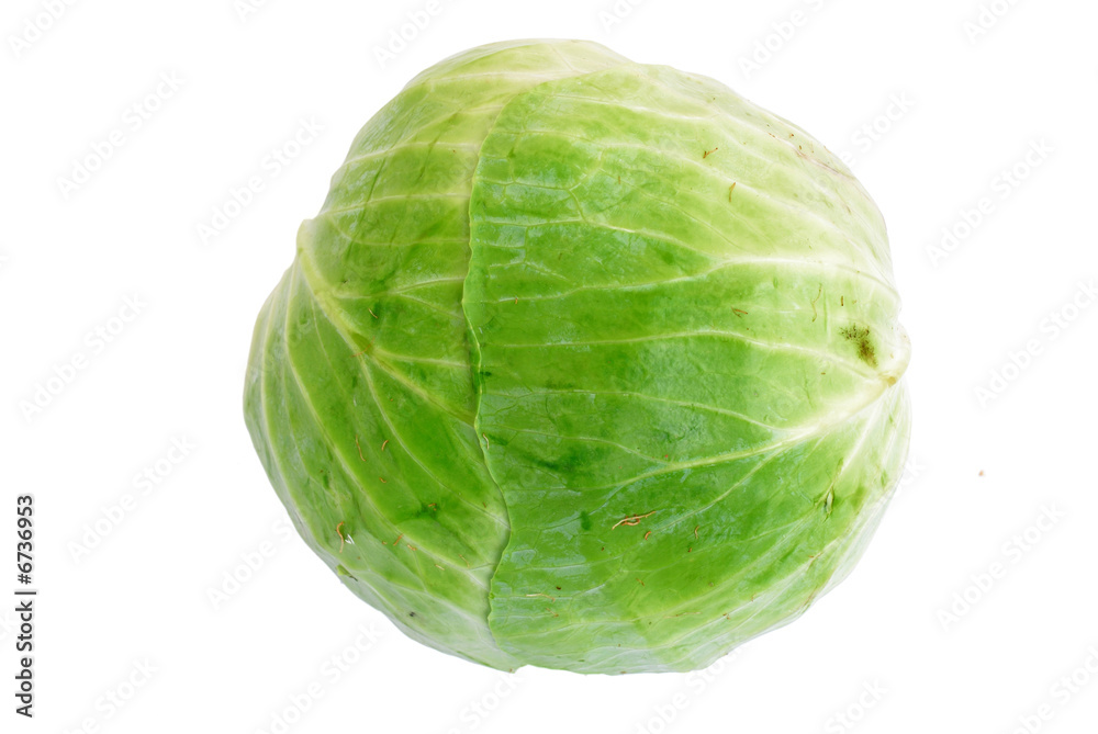 Cabbage Cabbage