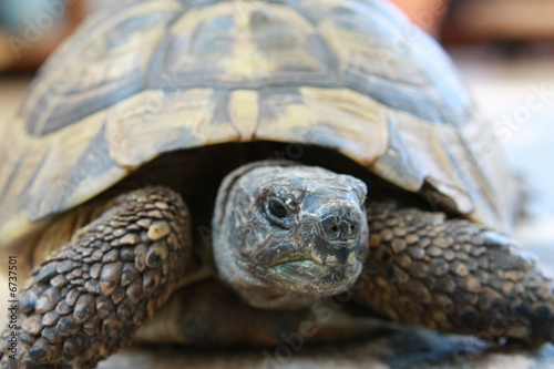 Schildkröte photo