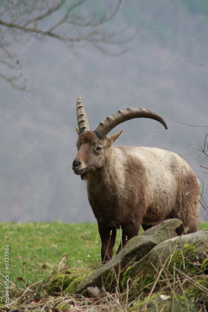 Steinbock Steinbock