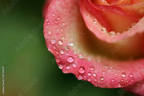 Drops of dew on petals of a rose