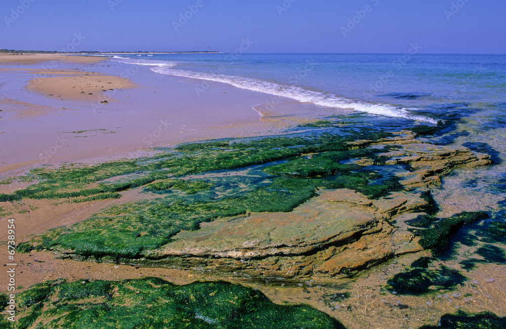 ALGUES SUR UNE PLAGE DE L' ATLANTIQUE (2) ALGUES SUR UNE PLAGE DE L' ATLANTIQUE (2)