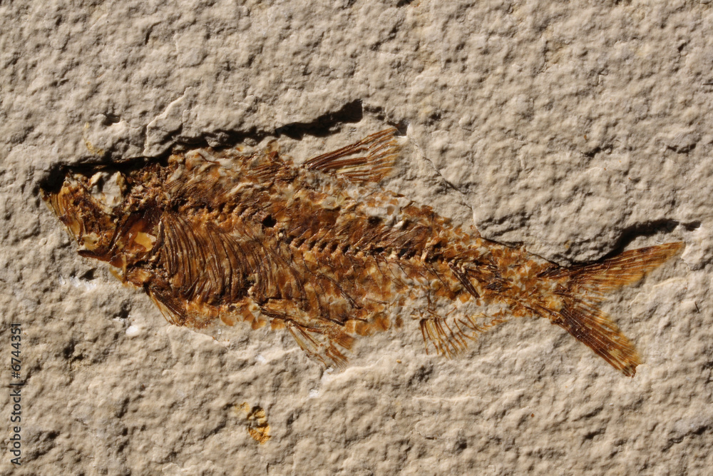 Obraz premium Fossilized Fish