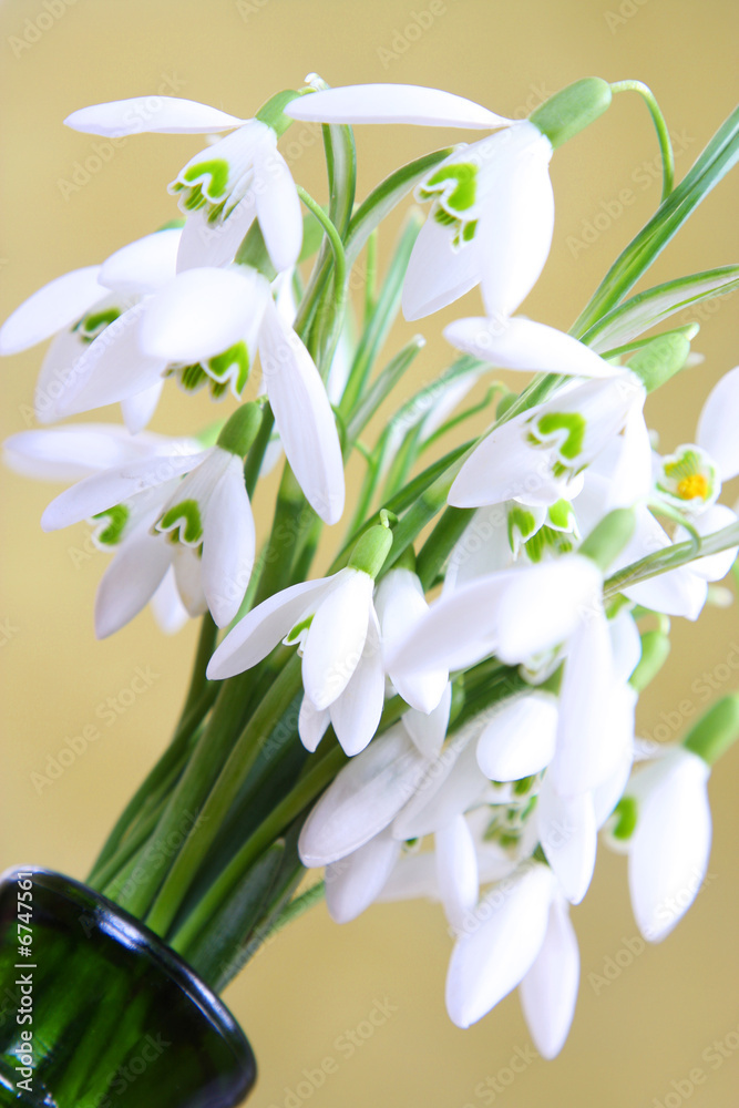 Fototapeta premium ładne przebiśniegi