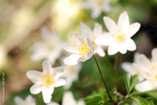 fiori bianchi © Anna Khomulo