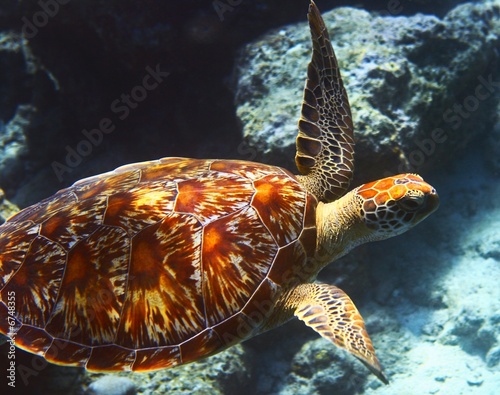sea turtle #6748355