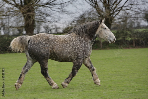 Fotografie percheron au trot