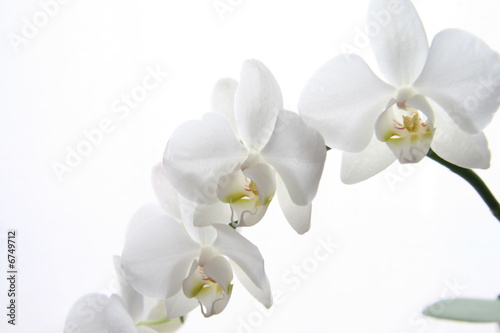 Fototapeta Naklejka Na Ścianę i Meble -  orchidea