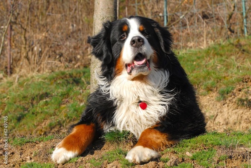 bernese mountain dog