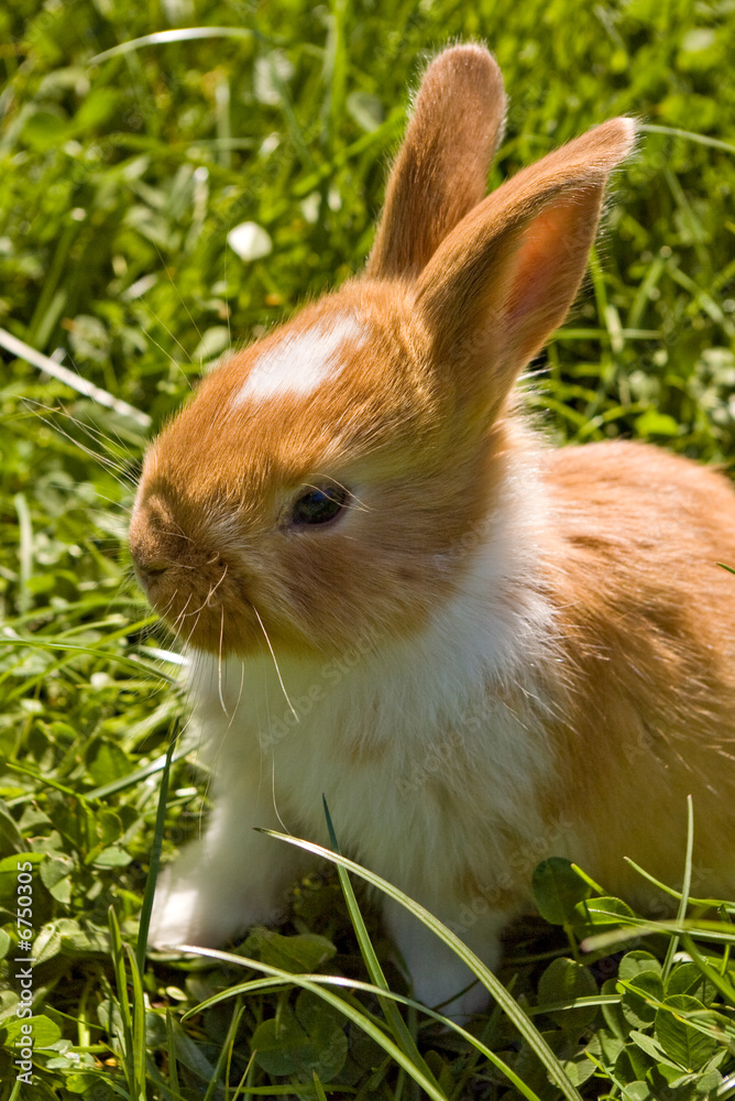 Fototapeta premium Easter bunny