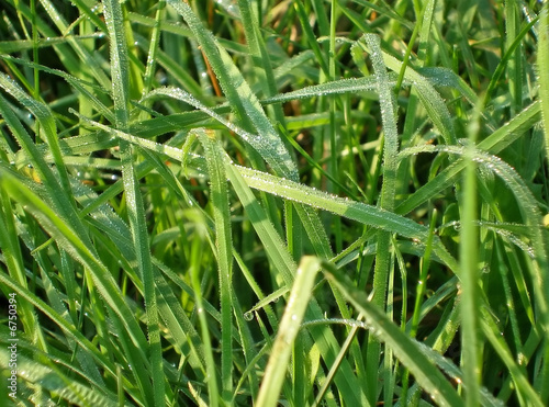 Dewy grass 