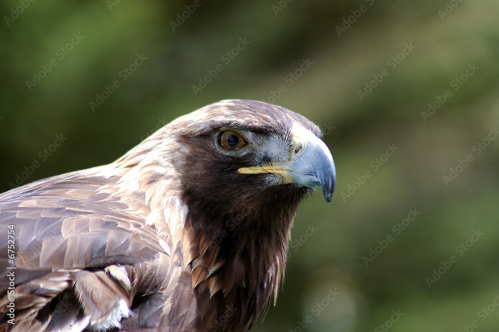 Golden Eagle portrait Golden Eagle portrait