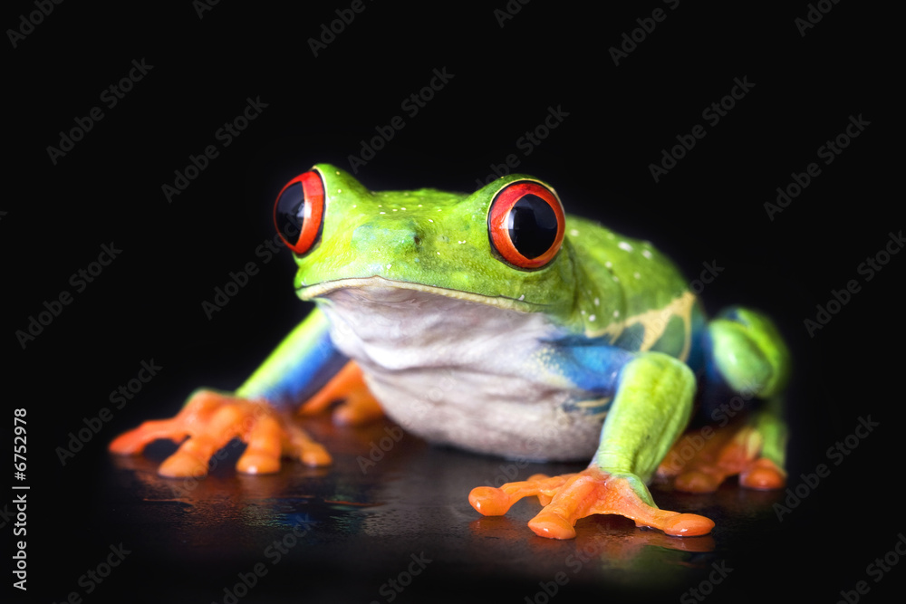 frog closeup on black - obrazy, fototapety, plakaty 