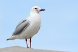 Close up of a sea gull sitting on a concrete pillar