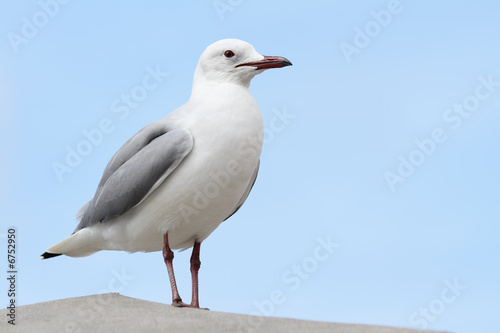 Close up of a sea gull sitting on a concrete pillar