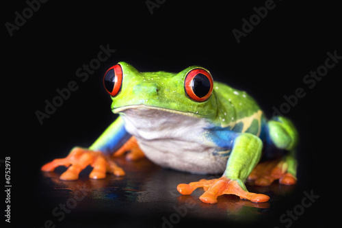 frog closeup on black