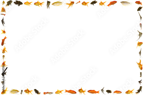 Fish frame isolated on white background