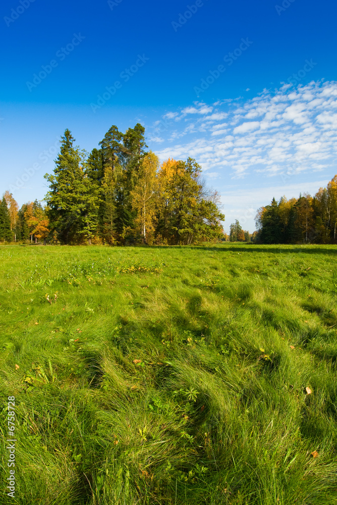 Obraz premium blue sky, trees and green grass