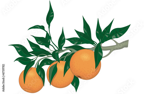 Racimo Naranjas