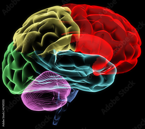 Brain