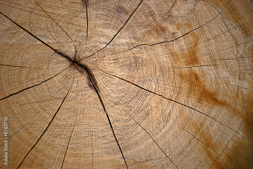Close up of cross section of tree