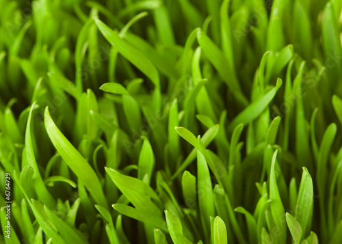 Close up of green grass - shallow depth of field