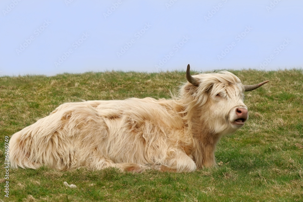 Obraz premium Dexter Highland Cow