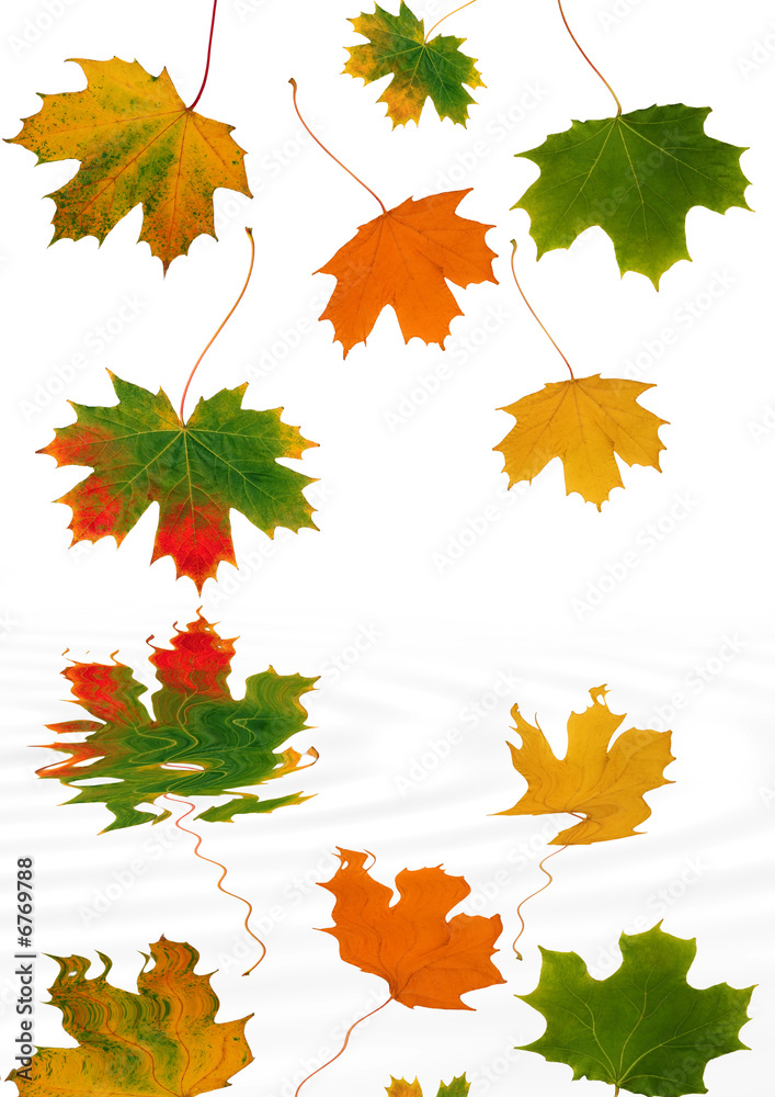 Fototapeta premium Leaf Reflections