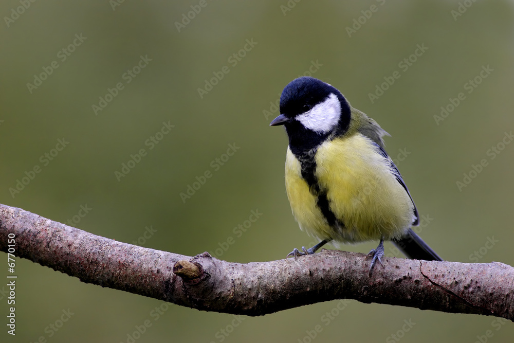 Fototapeta premium Parus major
