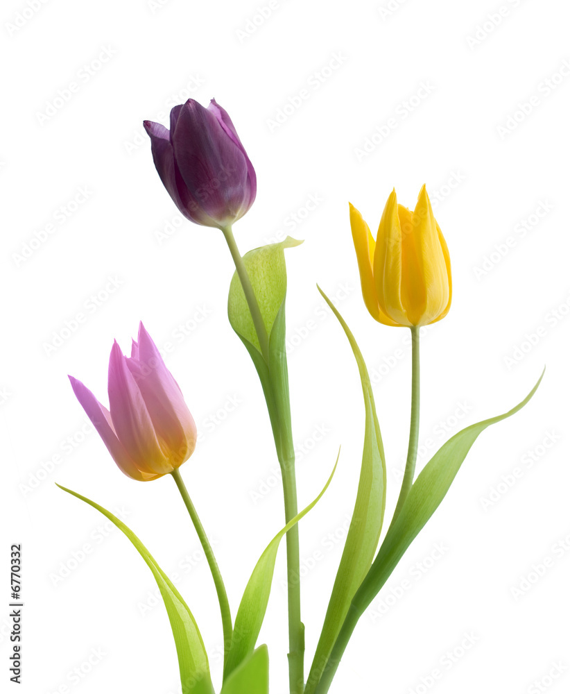 tulips