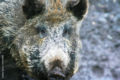Wildschwein