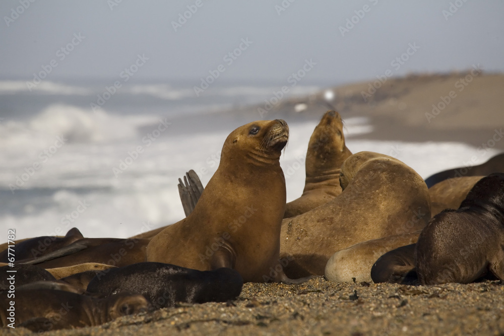 Fototapeta premium seal at the beach