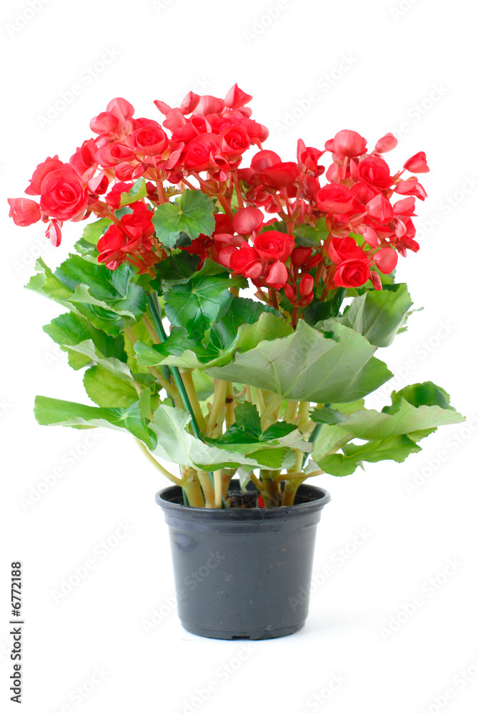 Red Begonia Red Begonia