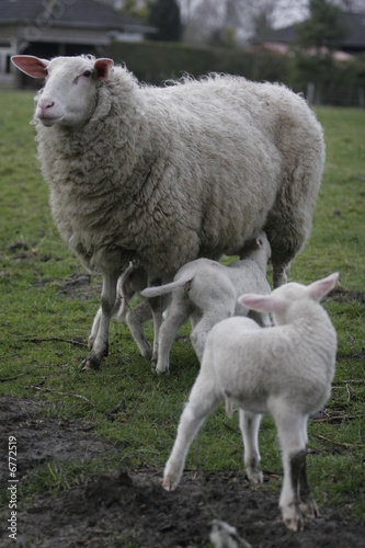 Schafmutter und Kälbchen © Ralf Nöhmer