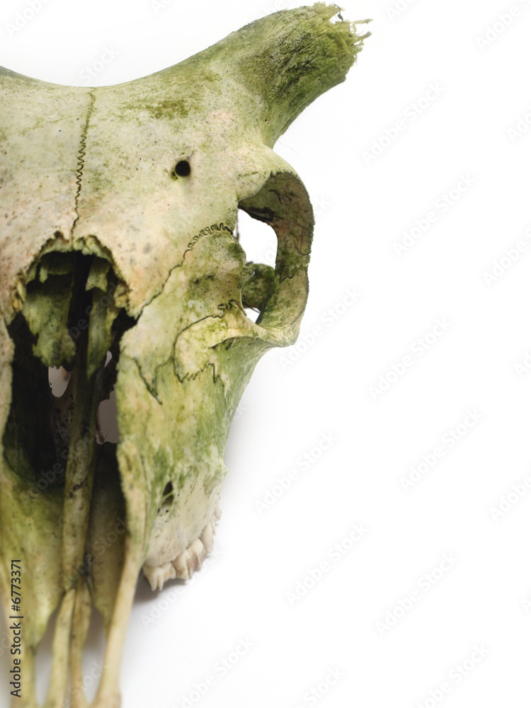 Old animal skull close up against white background