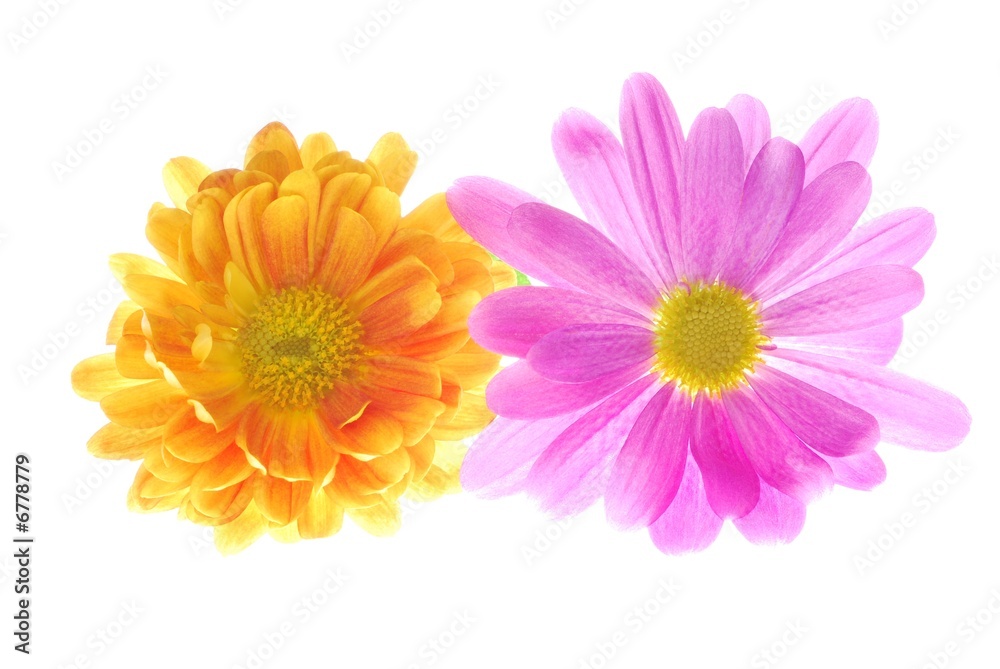 yellow and pink chrysanthemum