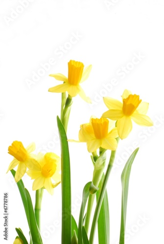 Fototapeta Naklejka Na Ścianę i Meble -  spring daffodils