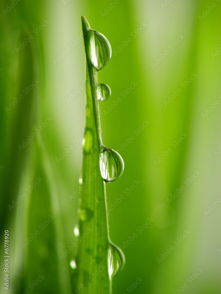 Fototapeta premium green grass straws with drops
