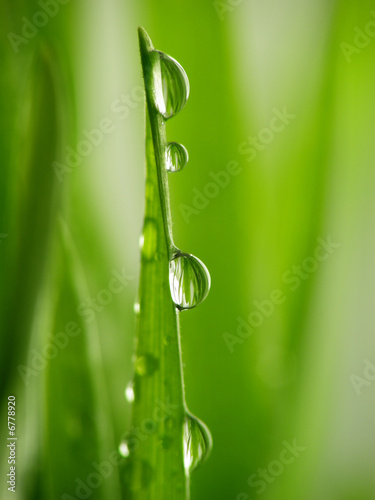 green grass straws with drops