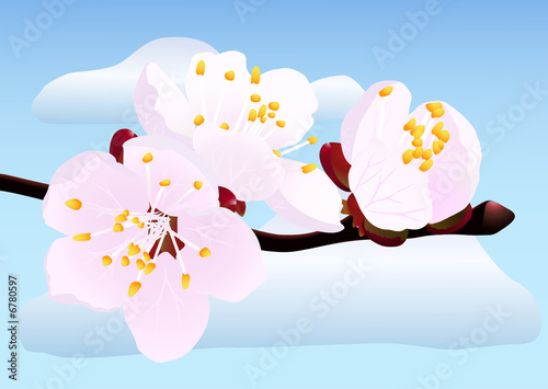blossoming twig