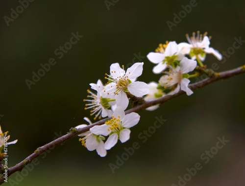 Foto branche d'arbre en fleurs