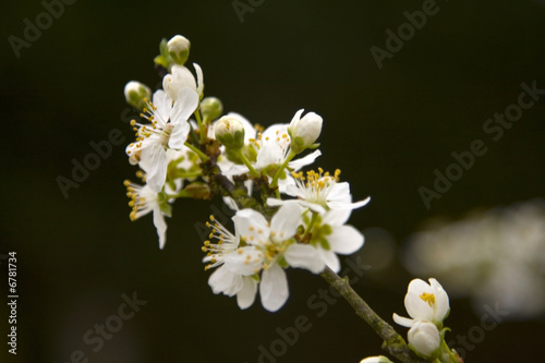 Foto branche d'arbre en fleurs