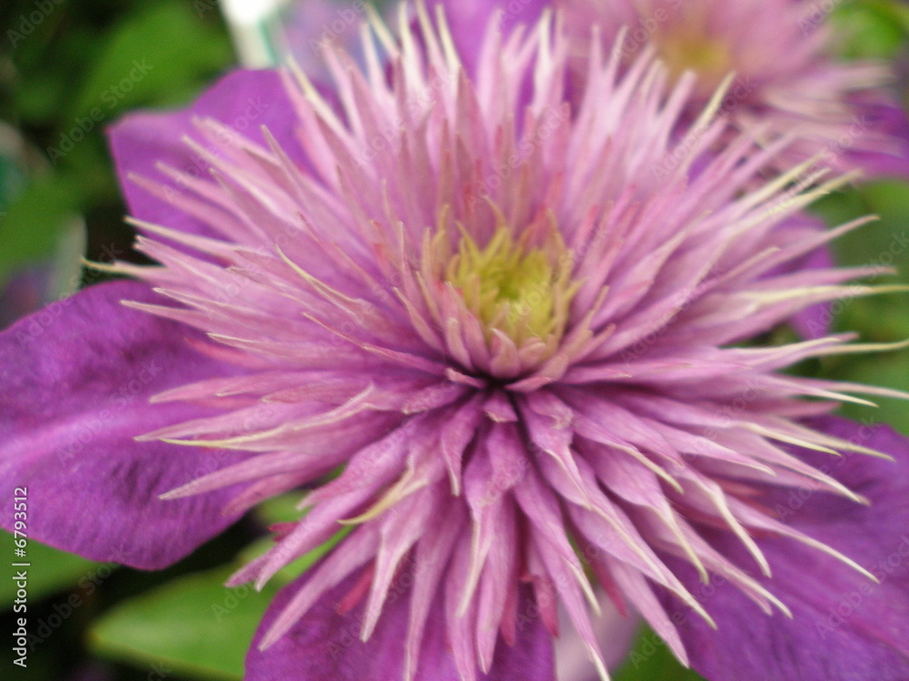 Obraz premium Clematis