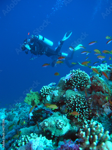 A diver floating over a coral reef in the Red Sea