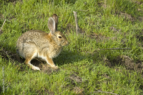 bunny rabbit sitting and waiting © Jeffrey Banke