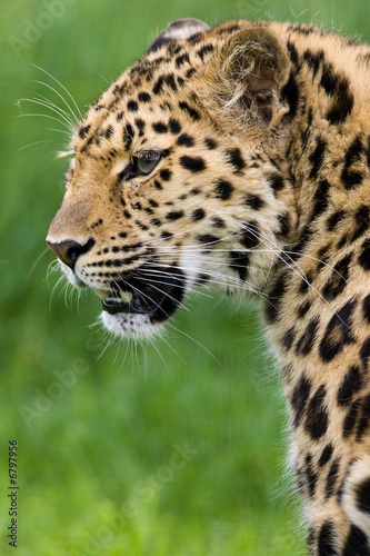 leopard