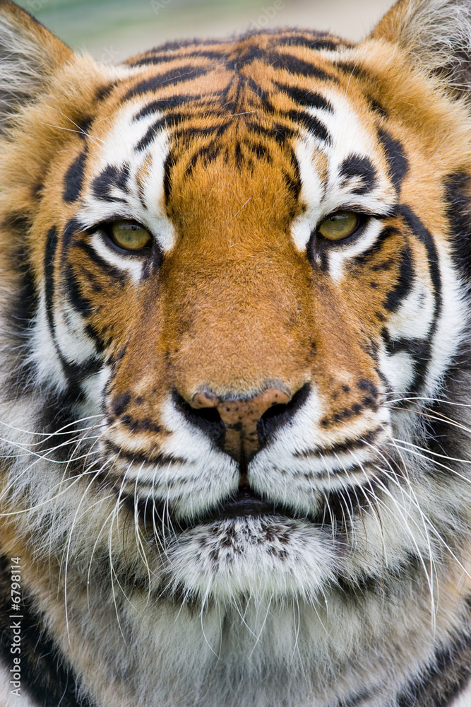 Obraz premium Tiger Portrait