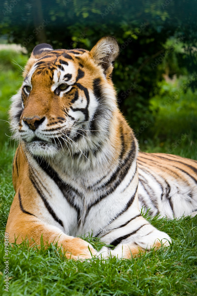 tiger  lounging