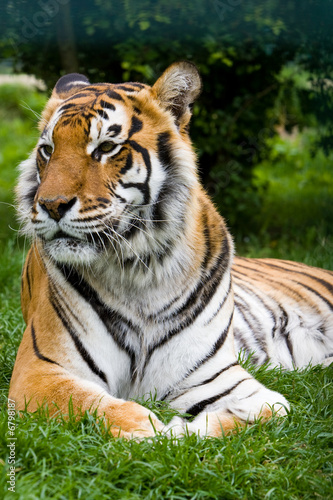 tiger  lounging © David Hughes